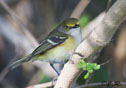 Vireo griseus